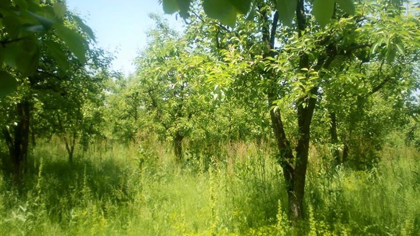 Sapanca Yanık Köyü Resimleri 3