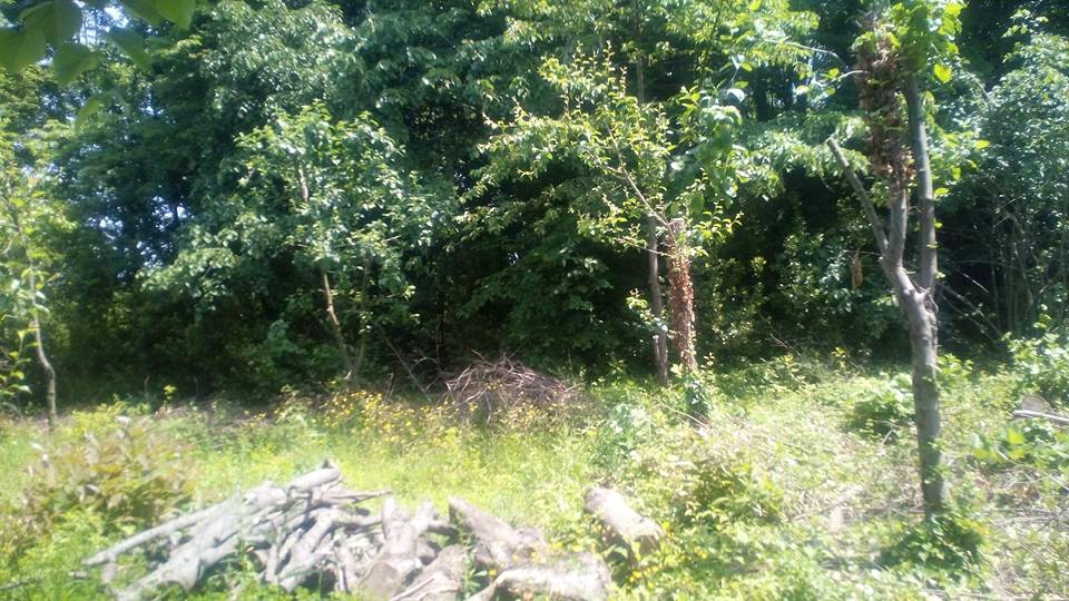 Sapanca Yanık Köyü Resimleri 6