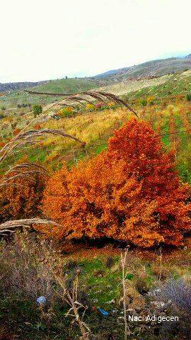 Şirvan İncekaya Köyü Resimleri 2