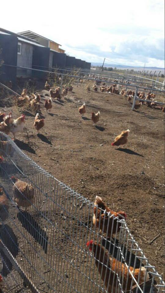 Sivas Üçtepe Köyü Resimleri 4