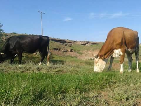 Sivas Yanalak Köyü Resimleri 3