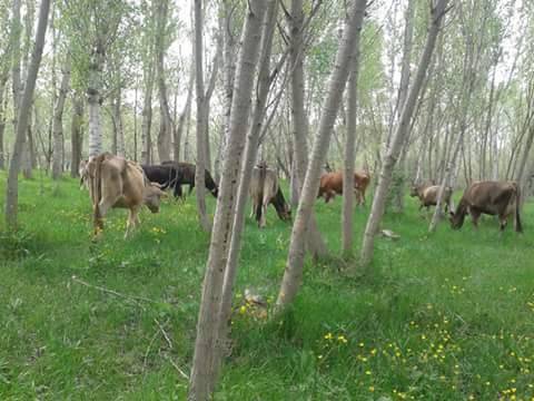 Sivas Yanalak Köyü Resimleri 7