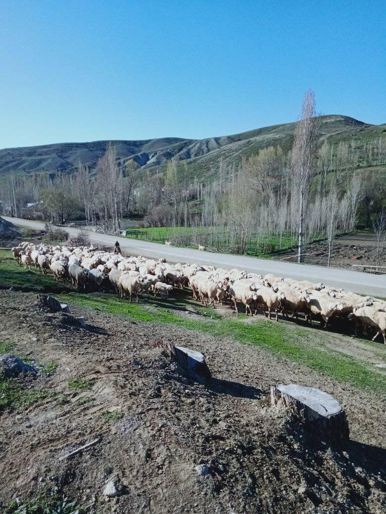 Sivas Zengi Köyü Resimleri 2