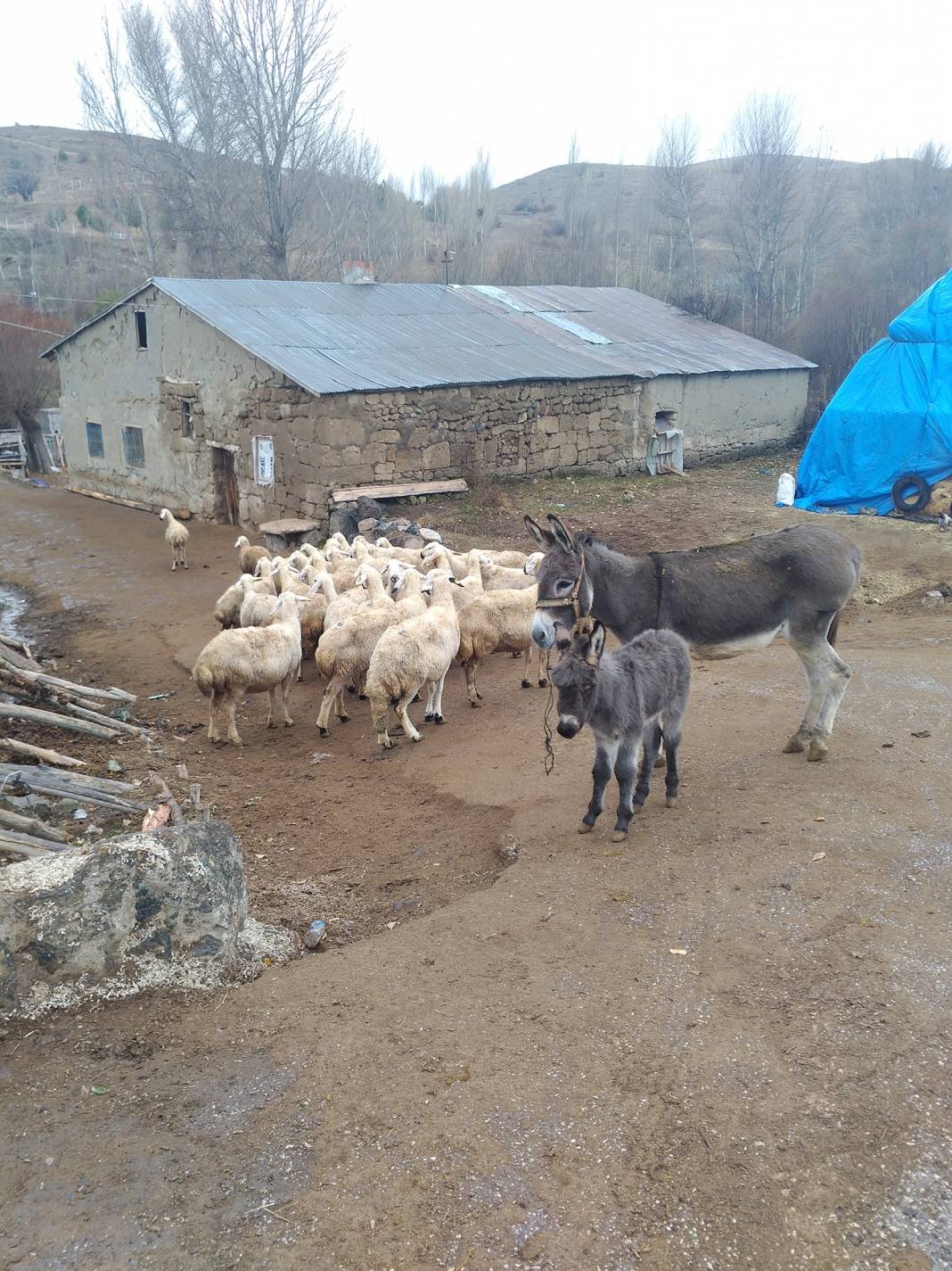 Sivas Zengi Köyü Resimleri 27