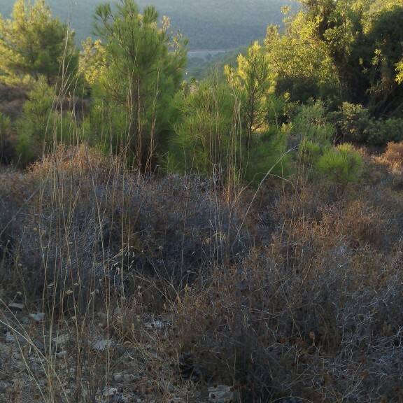 Aydıncık Hürriyet Köyü Resimleri 6