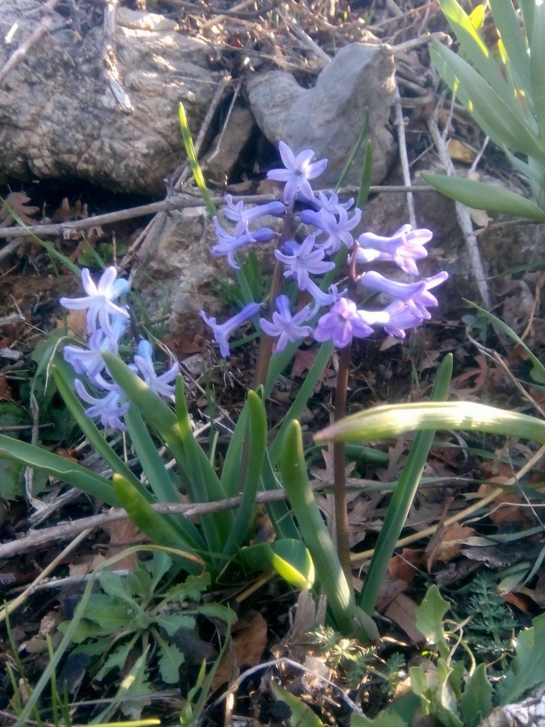 Aydıncık Hürriyet Köyü Resimleri 7