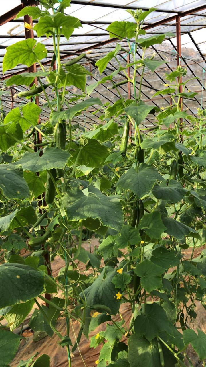 Aydıncık Hürriyet Köyü Resimleri 9