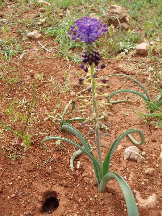 Bozyazı Akcami Köyü Resimleri 10