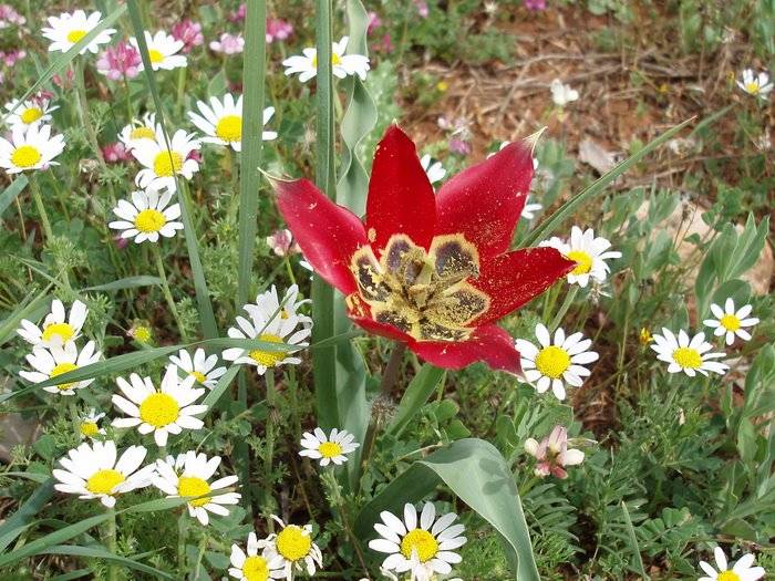 Bozyazı Akcami Köyü Resimleri 11