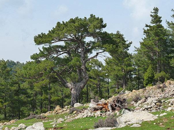 Bozyazı Akcami Köyü Resimleri 4