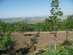 Serdivan Dağyoncalı Köyü Resimleri 7