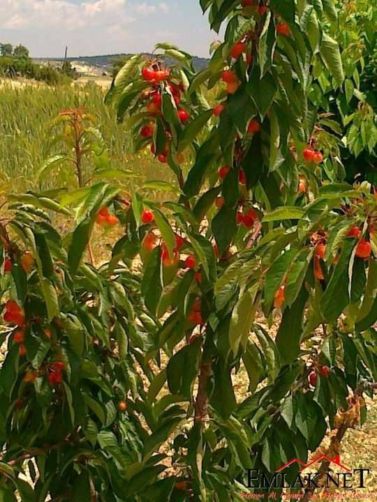 Bozyazı Gözce Köyü Resimleri 2