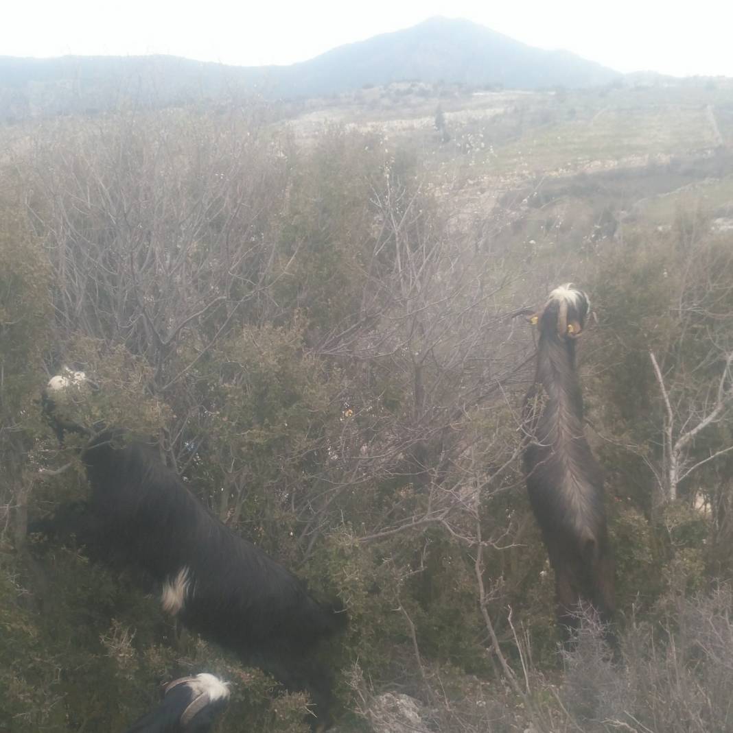 Bozyazı Kızılca Köyü Resimleri 15