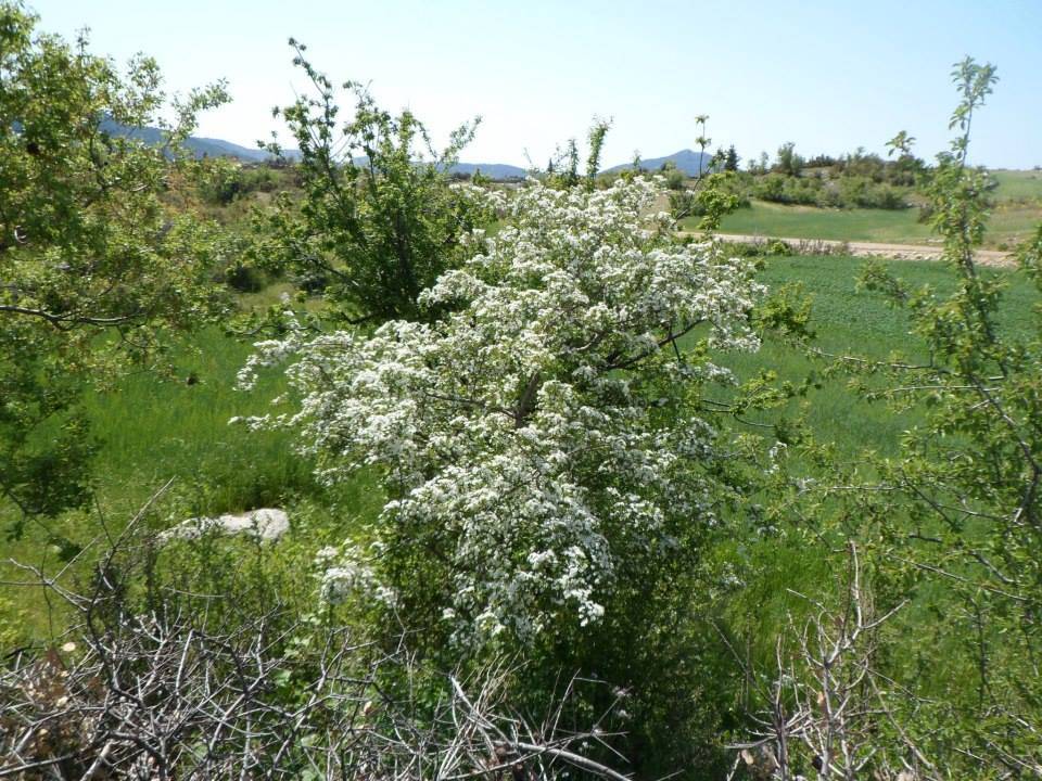 Bozyazı Kızılca Köyü Resimleri 3