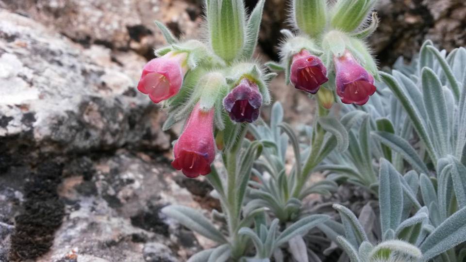 Bozyazı Lenger  Köyü Resimleri 8