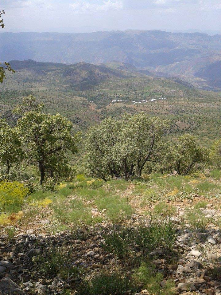 Şirvan Taşyaka Köyü Resimleri 2