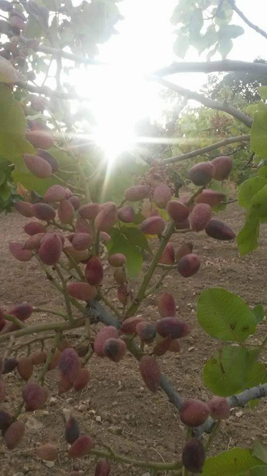 Tillo İkizbağlar Köyü Resimleri 4