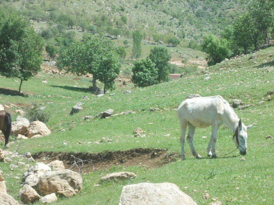 Siirt Meşelidere Köyü Resimleri 2