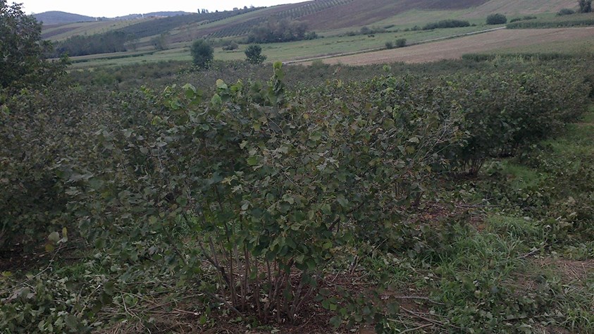 Söğütlü Fındıklı Köyü Resimleri 5