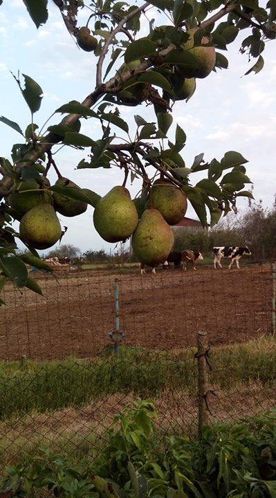 Söğütlü Fındıklı Köyü Resimleri 7