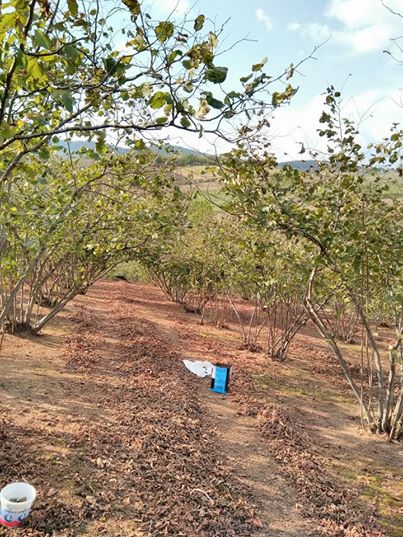 Söğütlü Fındıklı Köyü Resimleri 9