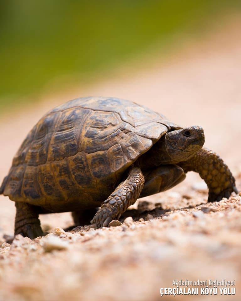 Akdağmadeni Bahçecik Köyü Resimleri 7