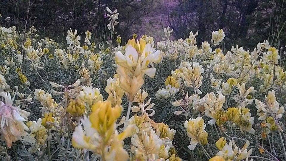 Akdağmadeni Bulgurlu Köyü Resimleri 6