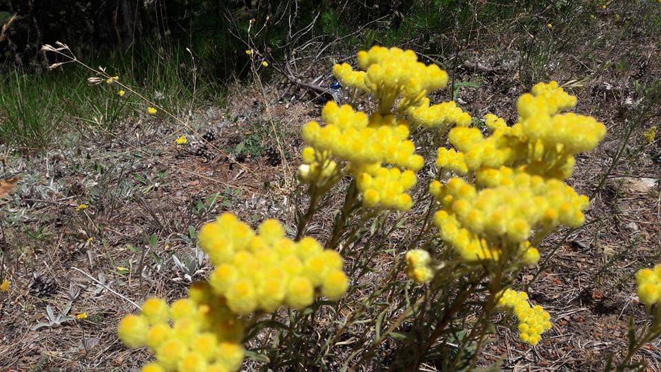 Akdağmadeni Davutlu Köyü Resşmleri 3