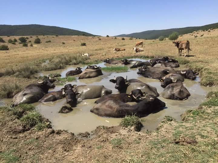 Akdağmadeni Dayılı Köyü Resimleri 5