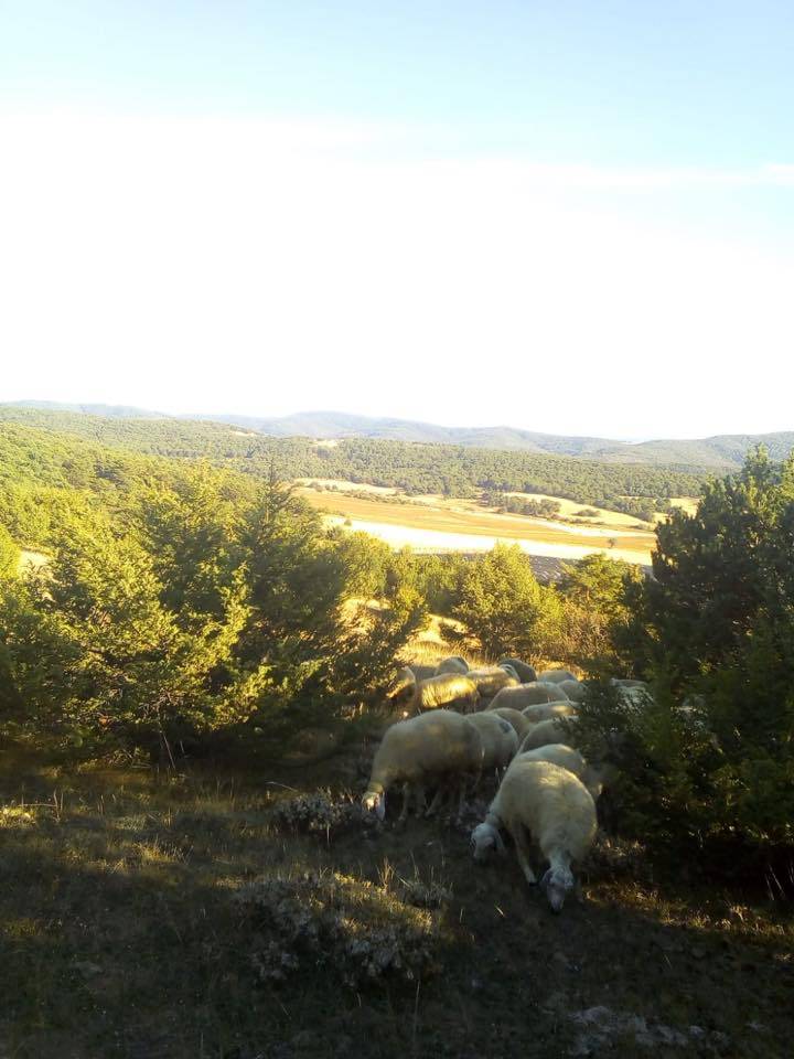 Akdağmadeni Halhacı Köyü Resimleri 4