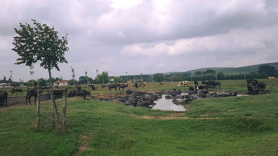 Söğütlü Maksudiye Köyü Resimleri 6