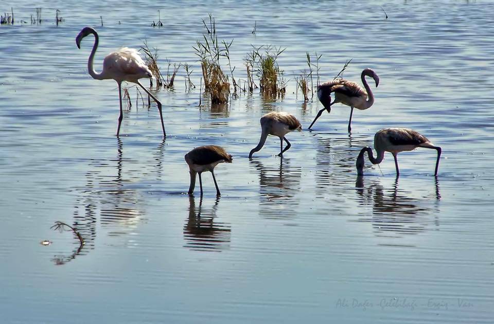 Erciş Çelebibağı Köyü Resimleri 1