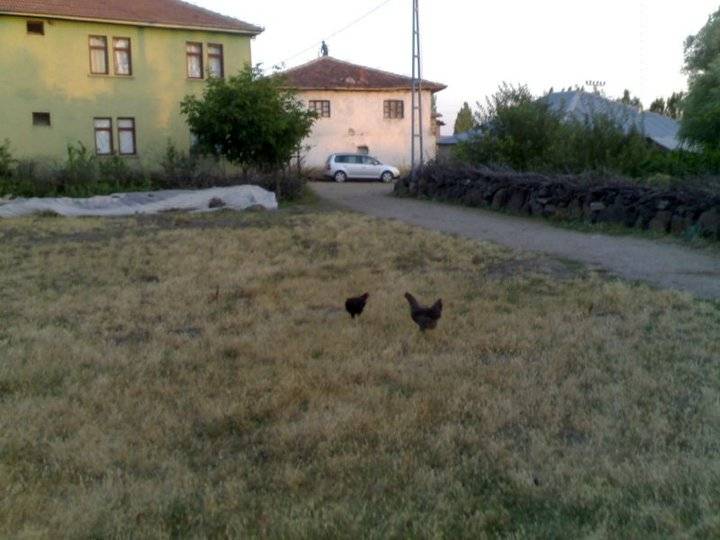 Akdağmadeni Yeniyapan Köyü Resimleri 16