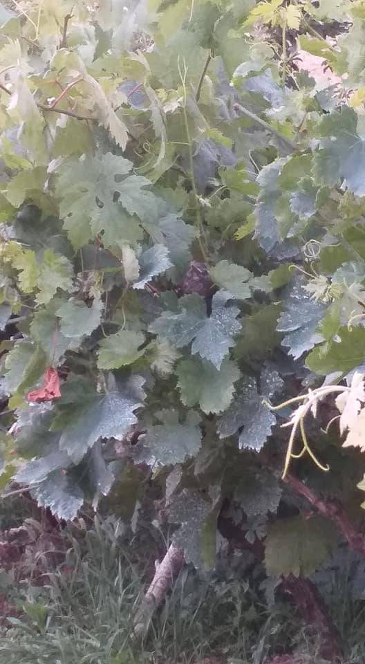 Çamlıyayla Giden Köyü Resimleri 11