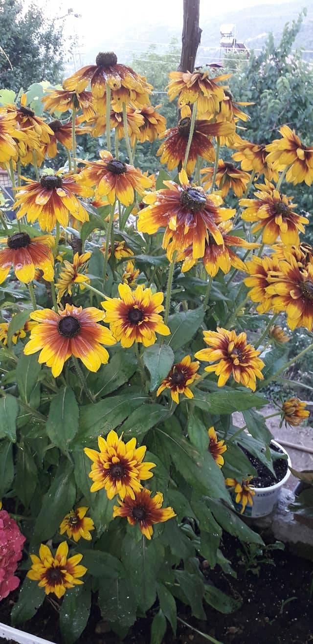 Çamlıyayla Giden Köyü Resimleri 14