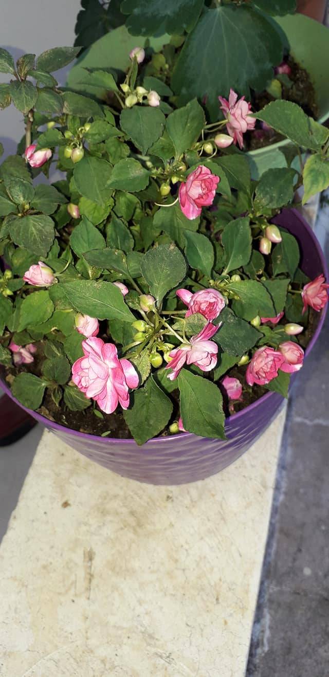 Çamlıyayla Giden Köyü Resimleri 15