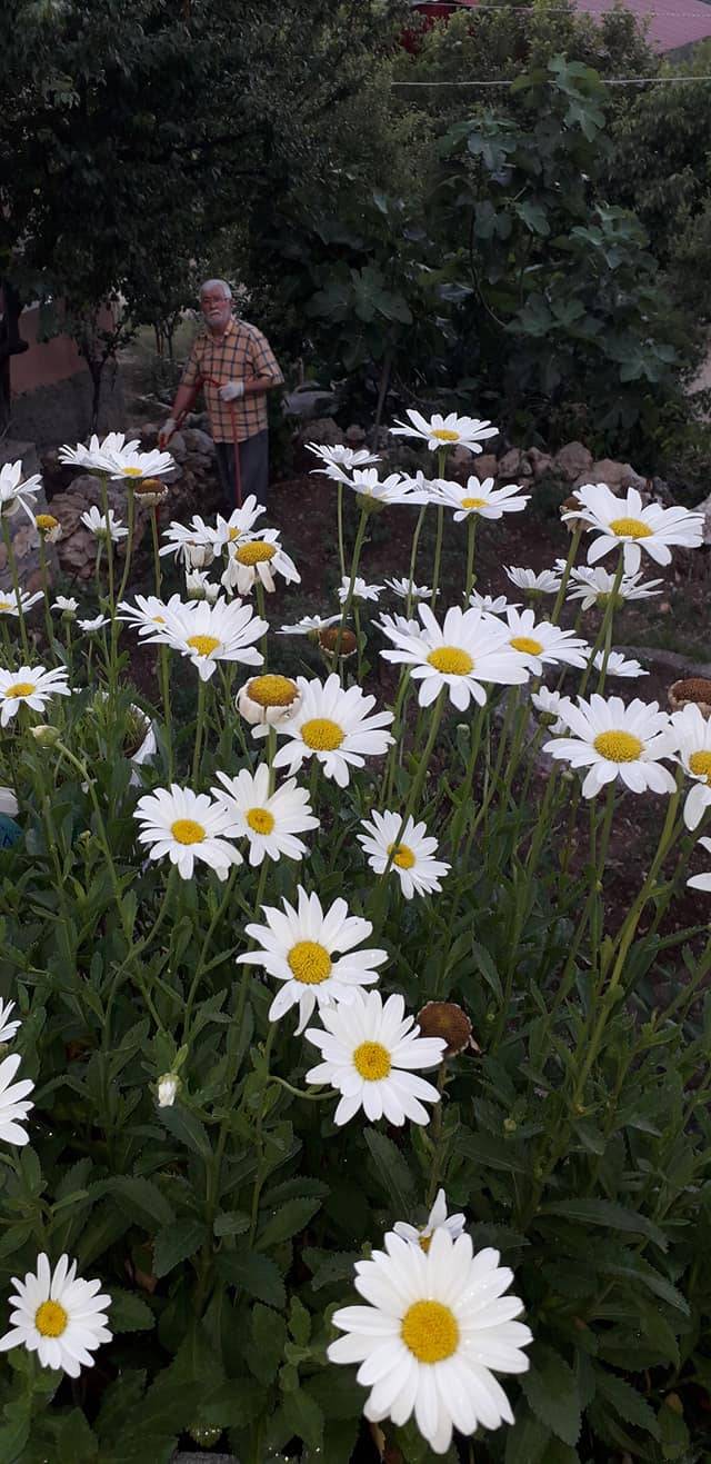 Çamlıyayla Giden Köyü Resimleri 17