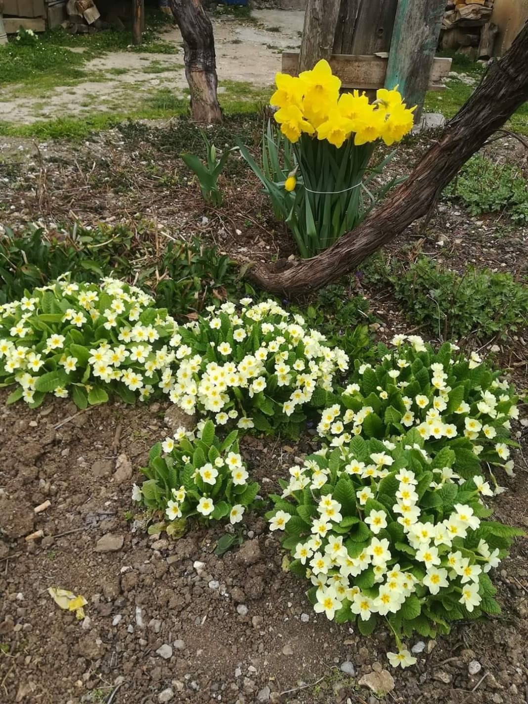 Çamlıyayla Giden Köyü Resimleri 9