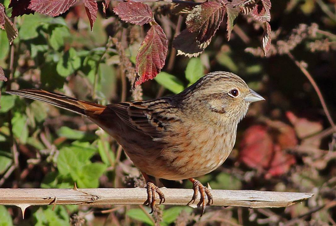 Çamlıyayla Kale Köyü Resimleri 7