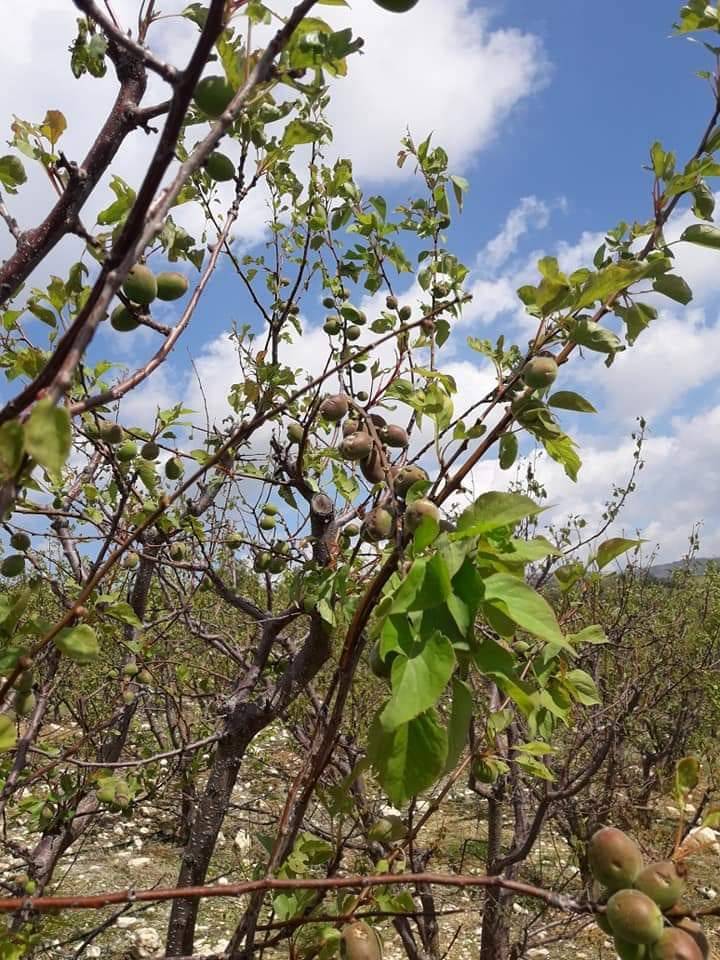 Çamlıyayla Sebil Köyü Resimleri 4