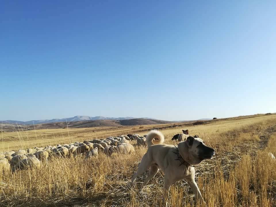Çayıralan Fahralı Köyü Resimleri 3