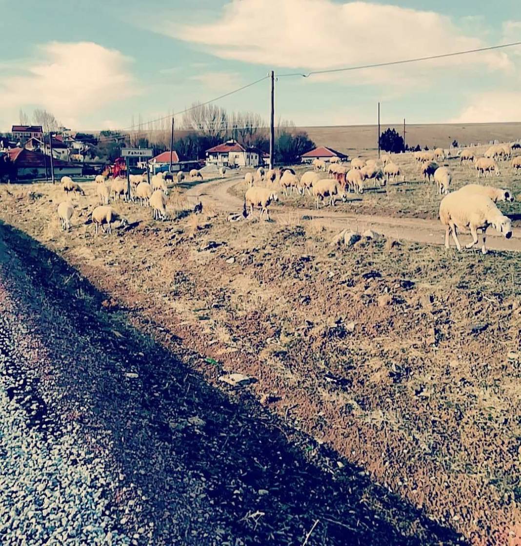 Çayıralan Fahralı Köyü Resimleri 4