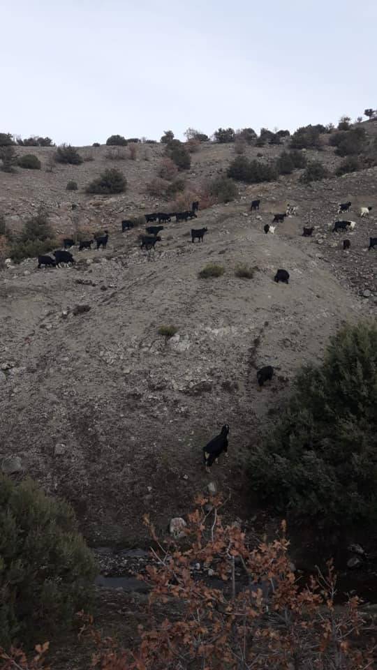 Çekerek Kalederesi Köyü Resimleri 7