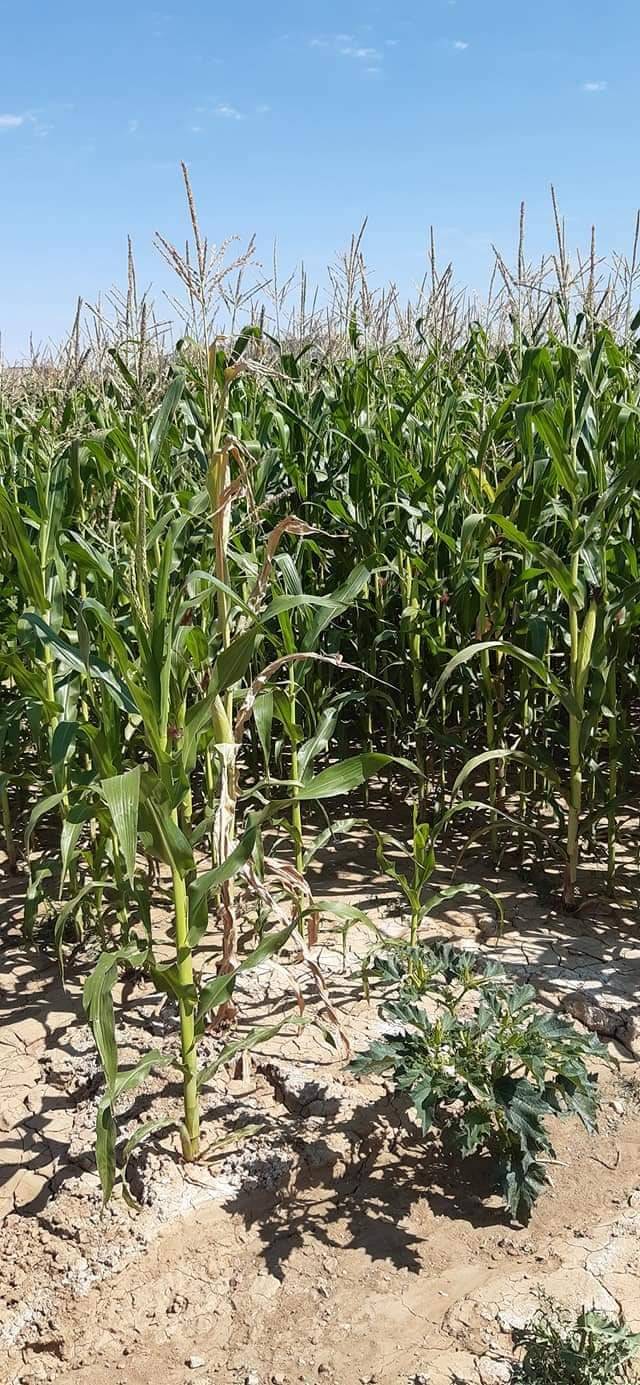 Çekerek Koyunculu Köyü Resimleri 8