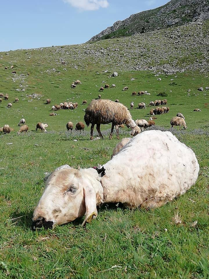 Kadışehri Gümüşsu Köyü Resimleri 10