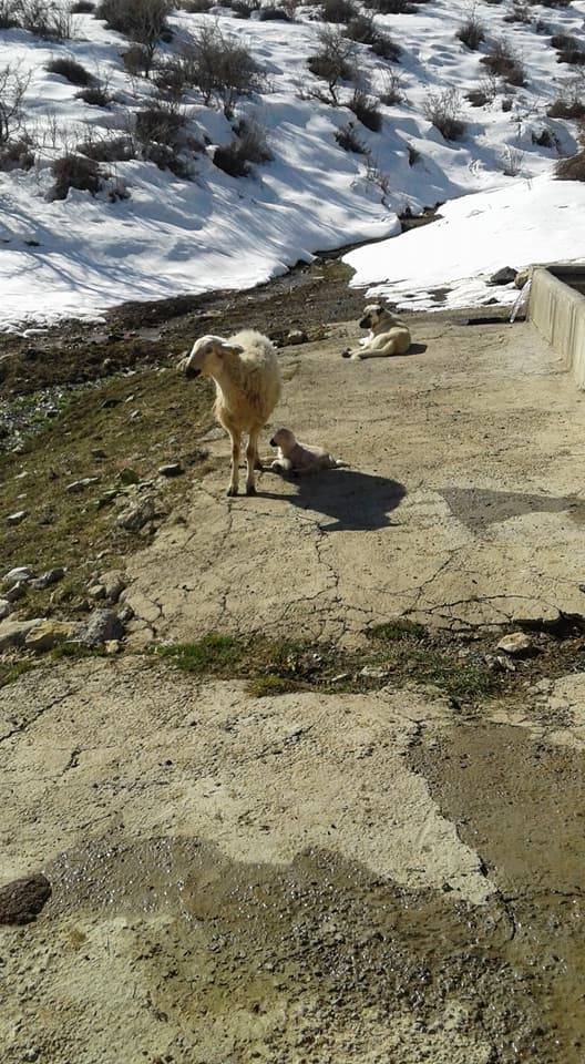 Kadışehri Gümüşsu Köyü Resimleri 9