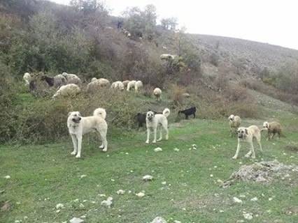 Kadışehri Kemalli Köyü Resimleri 2