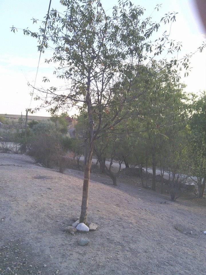 Kadışehri Kemalli Köyü Resimleri 4