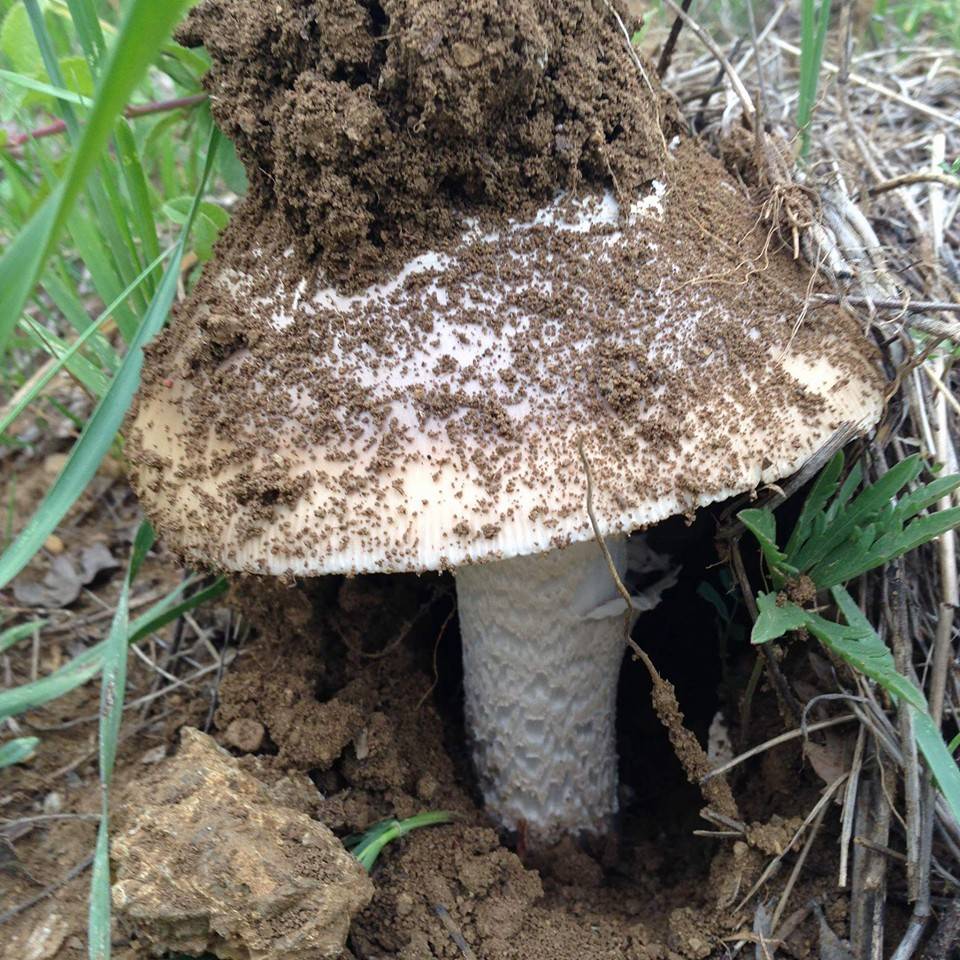 Kadışehri Ovacık Köyü Resimleri 4