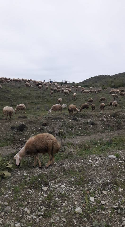 Kadışehri Örencik Köyü Resimleri 3